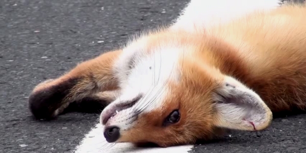 A kis ravaszdi sajnos nem tudta legyőzni a "sima bőrűt"